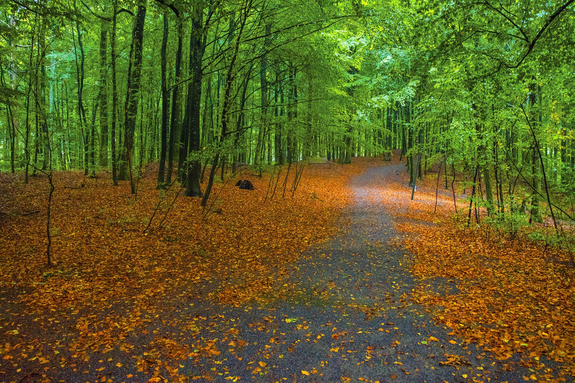 Featured image for “The Beech Tree Forest <br><font size="2">Larvik</font>”