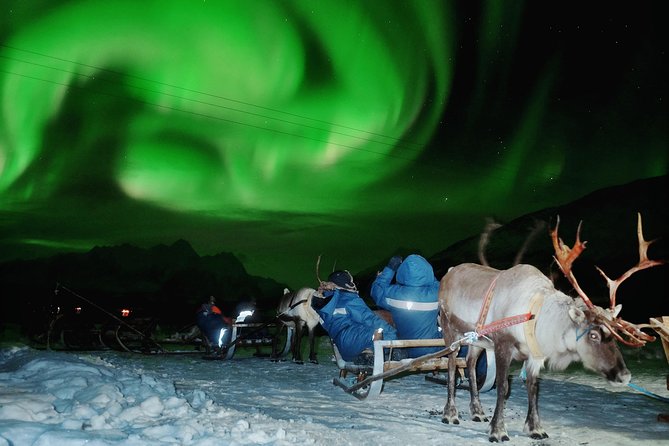 Featured image for “Sami experience with reindeer feeding”